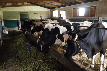 explotaciones ganaderas VÍAS PRINCIPALES DE PRODUCTOS FARMACÉUTICOS EN EL AGUA